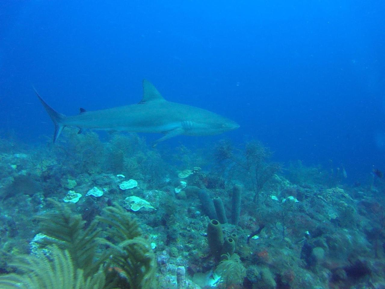Posada Sunshine Paradise Providencia Island ภายนอก รูปภาพ